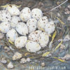 Ground nest with 15 speckled quail eggs