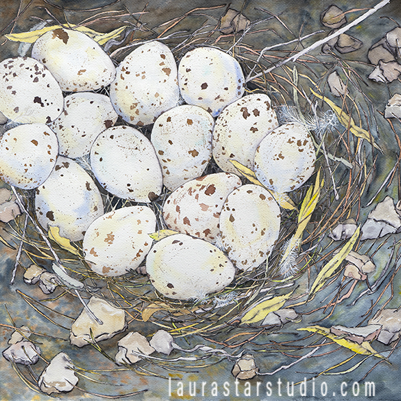 Ground nest with 15 speckled quail eggs