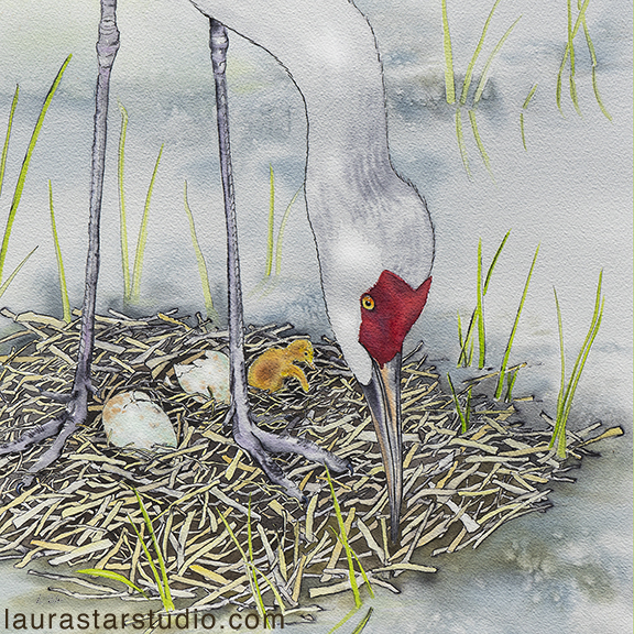 Treasure–sandhill crane watercolor painting.